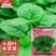 大叶木耳菜种子叶片肥厚好吃耐高热耐旱春夏四季阳台盆栽蔬菜