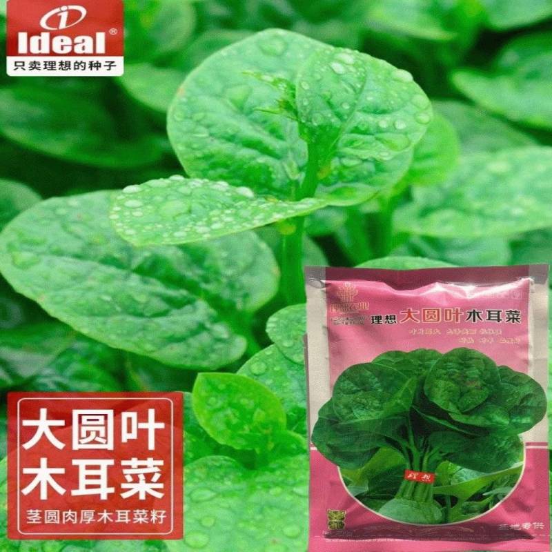 大叶木耳菜种子叶片肥厚好吃耐高热耐旱春夏四季阳台盆栽蔬菜