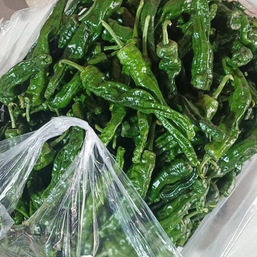 山东金乡皱皮，新鲜采摘，工人分拣上车，量大，需要联系