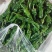 山东金乡皱皮，新鲜采摘，工人分拣上车，量大，需要联系