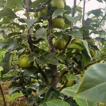 自家种植翠冠梨大量供应