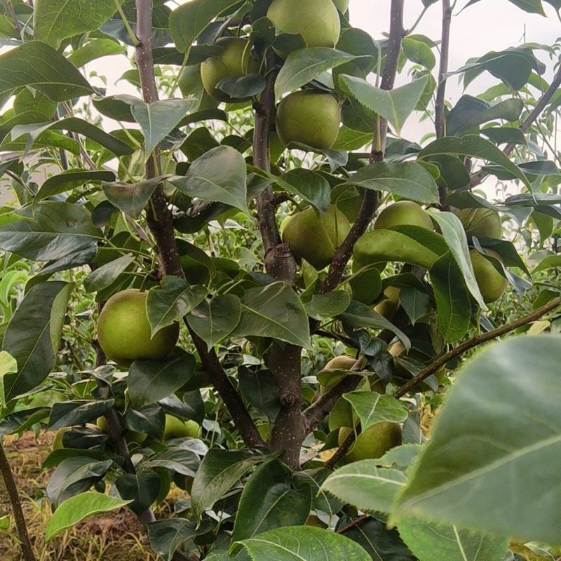 自家种植翠冠梨大量供应