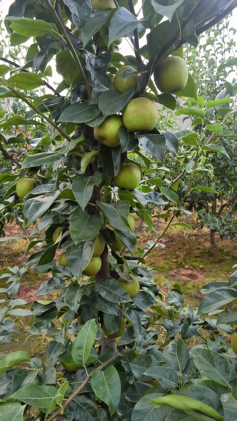 自家种植翠冠梨大量供应