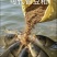虫㷧蛋白适合鱼虾蟹混料，蛋白57可吸收率90可代鱼粉