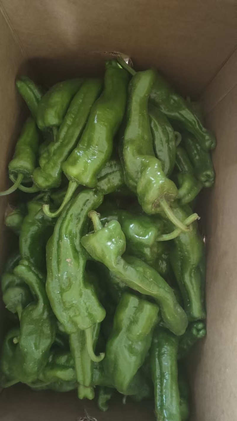 鲜辣椒