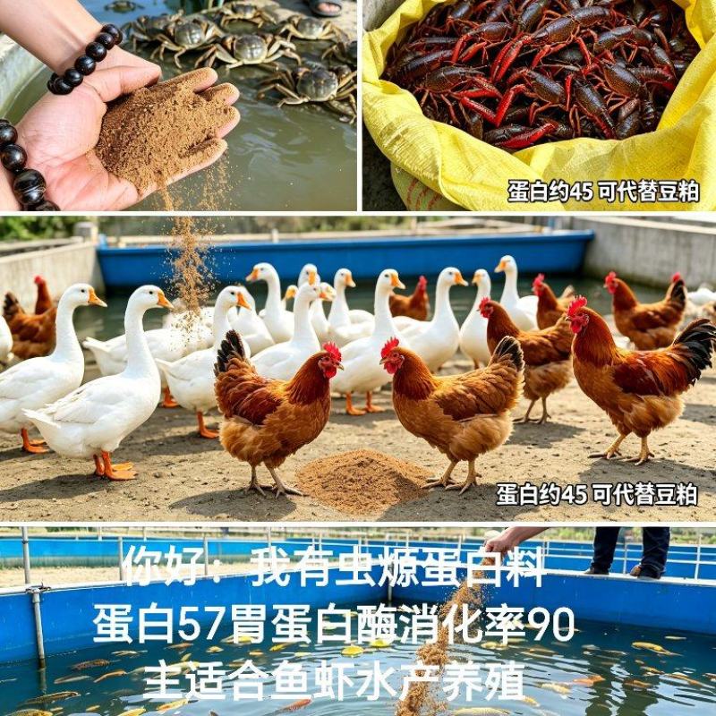 虫㷧蛋白适合水产综合饲料用，蛋白57可吸收率90