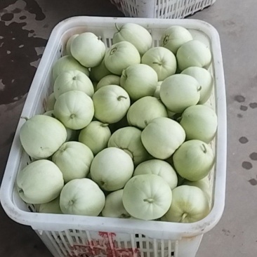 湖北嘉鱼美浓甜瓜