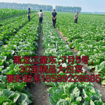 精品大白菜，567斤