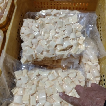 华南九号食用木薯