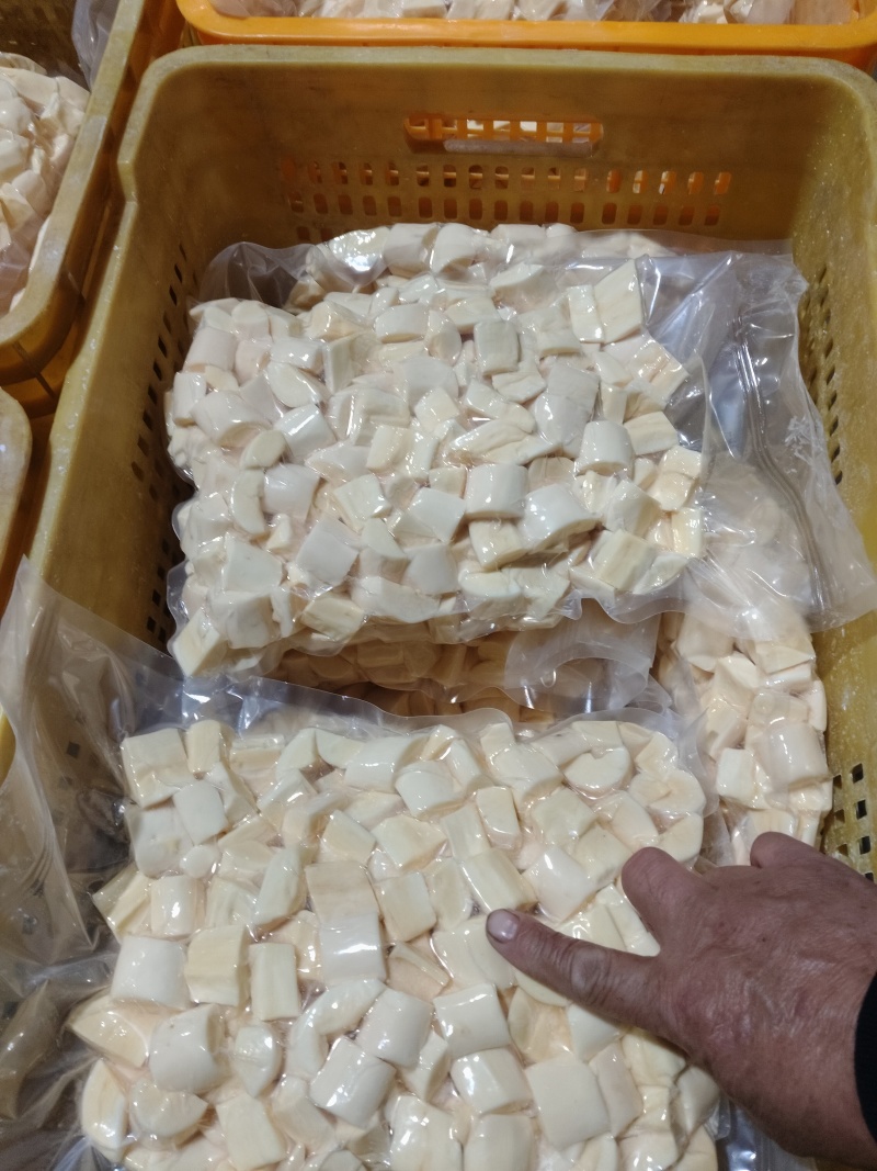 华南九号食用木薯