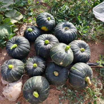 300亩贝贝南瓜。黑贝9