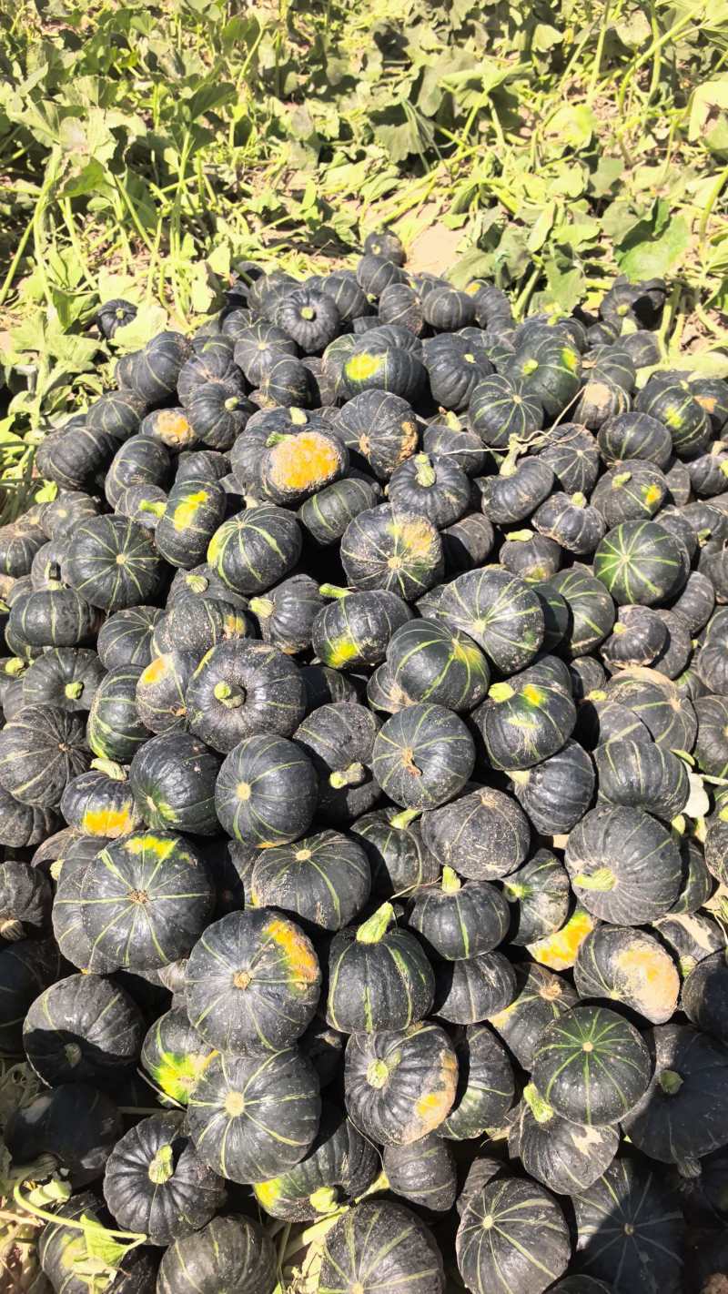 300亩贝贝南瓜。黑贝9