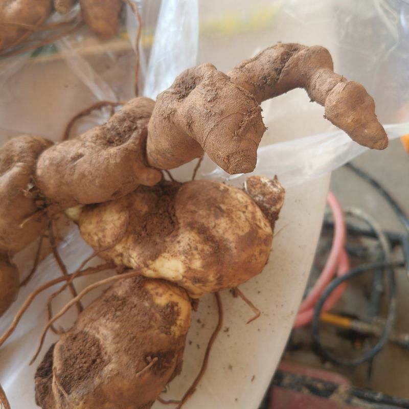 有没有收购野生黄精的老板，可以了解一下