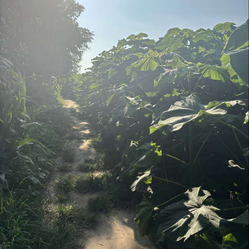 泡桐苗