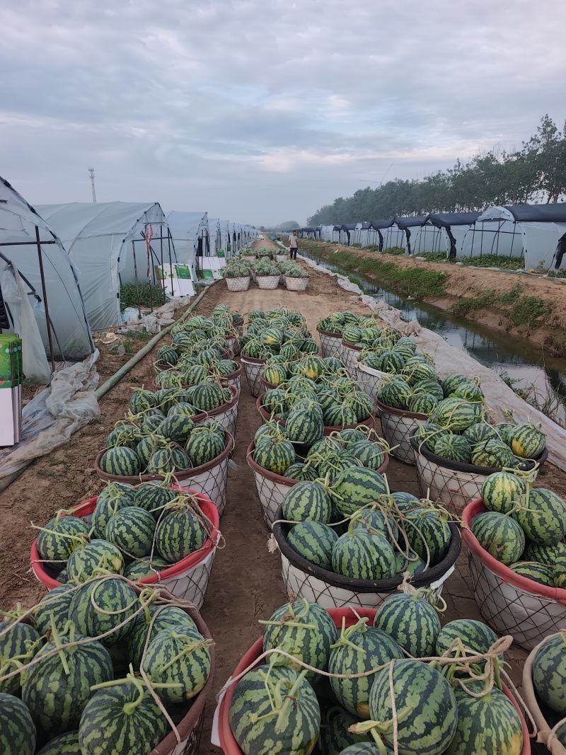 美都无籽麒麟瓜产地直采直发代办，诚信服务，点头像联系