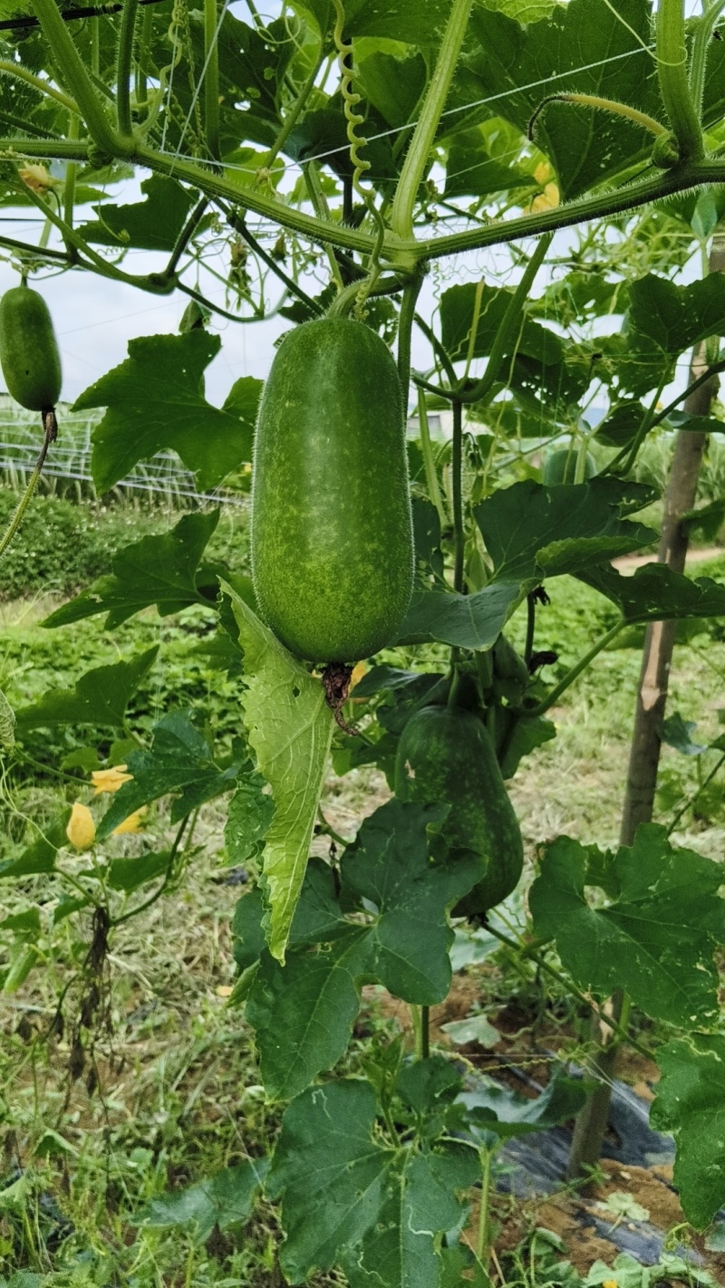 碧香瓜香芋冬瓜
