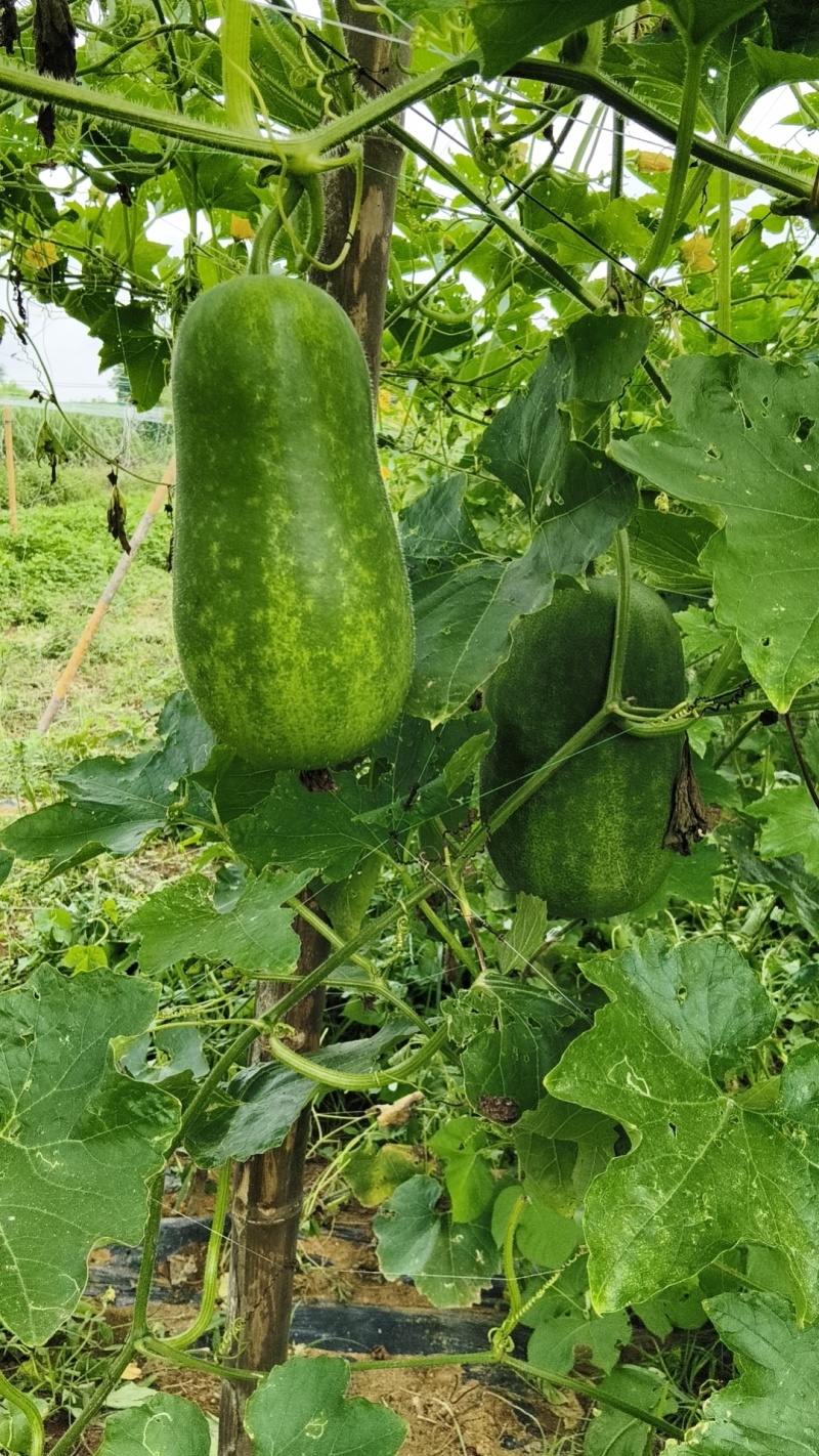 碧香瓜香芋冬瓜
