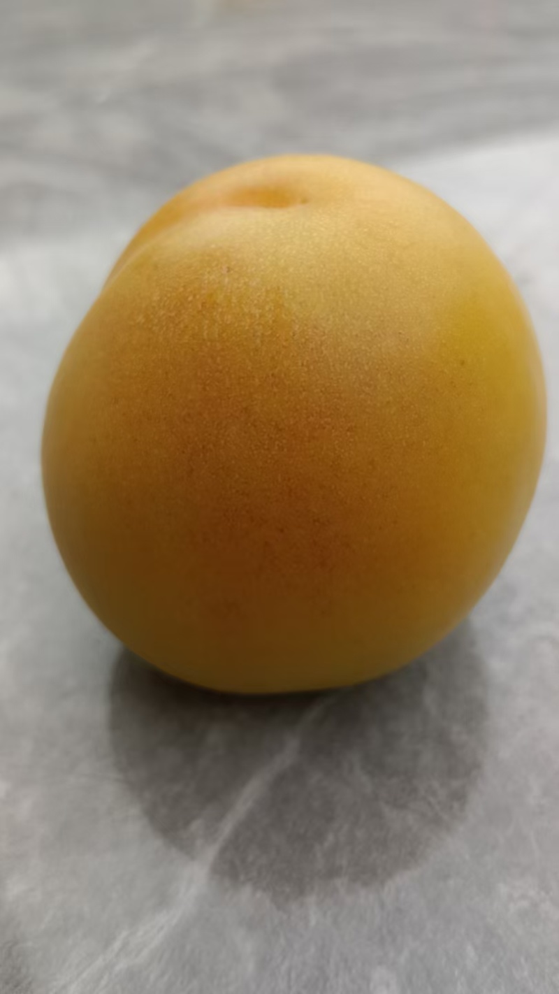 山西太谷榆次杏梅上市中