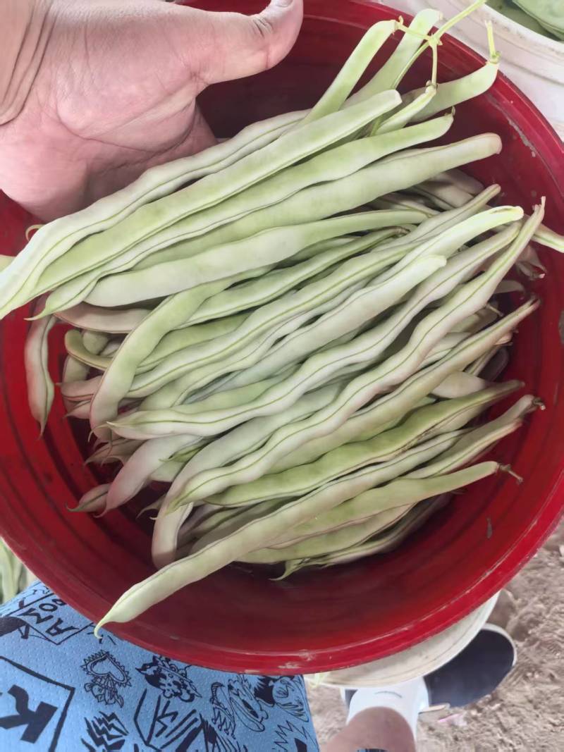 白条