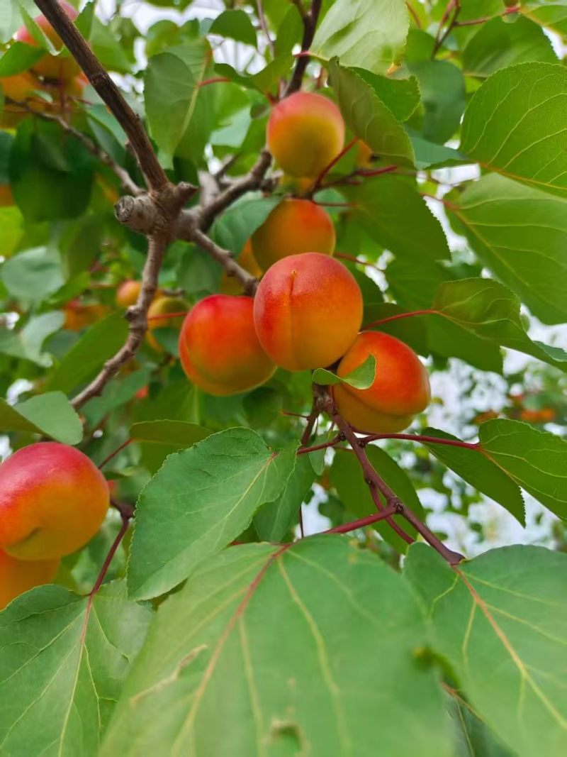 香甜可口多汁的红梅杏大量上市了