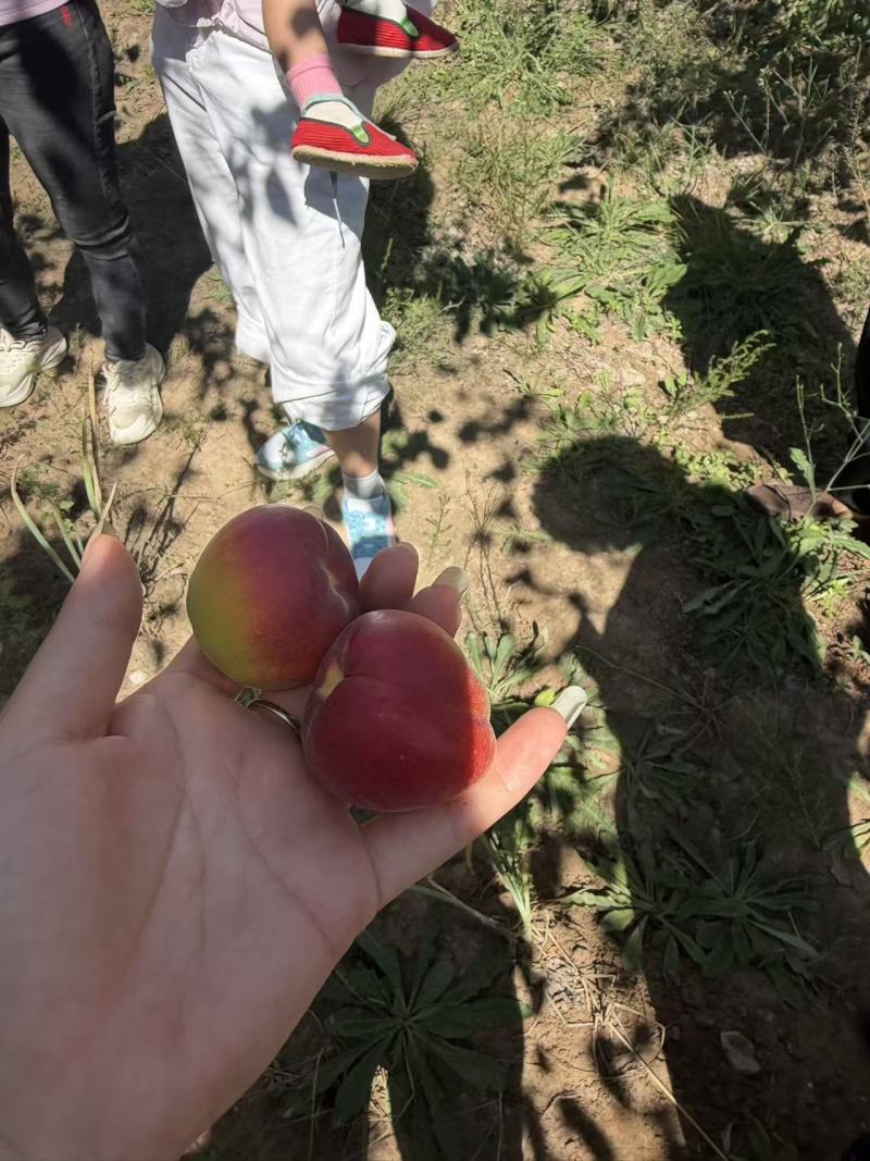 香甜可口多汁的红梅杏大量上市了