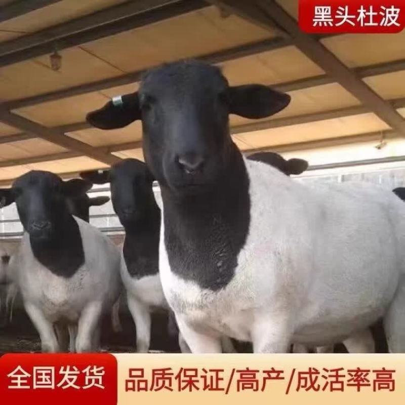 黑头杜泊绵羊杜波怀孕母羊杜泊种公羊全国发货买十送一