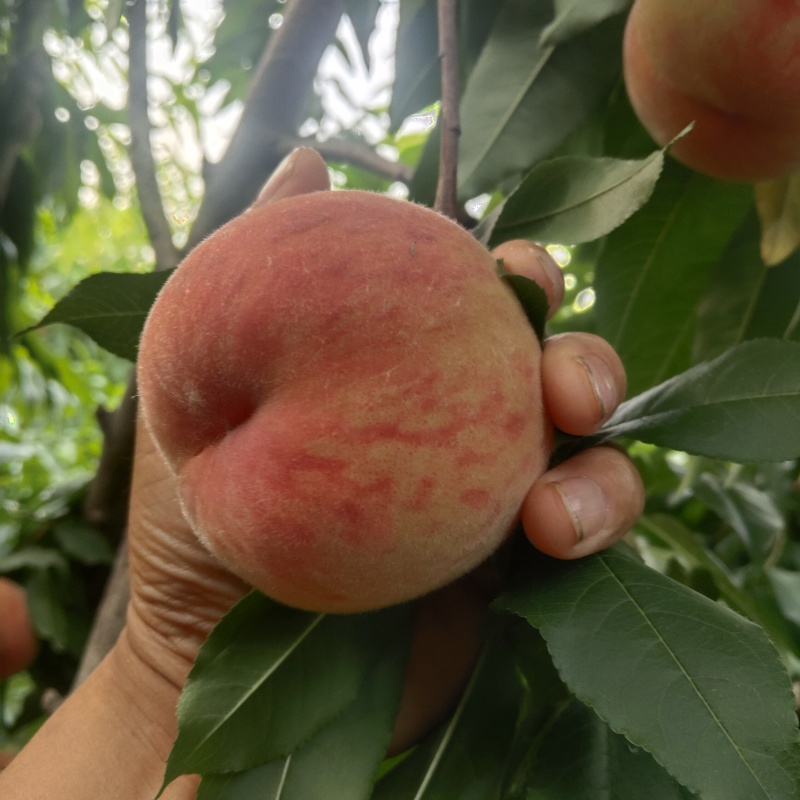 各种桃类大量供应，质量保证