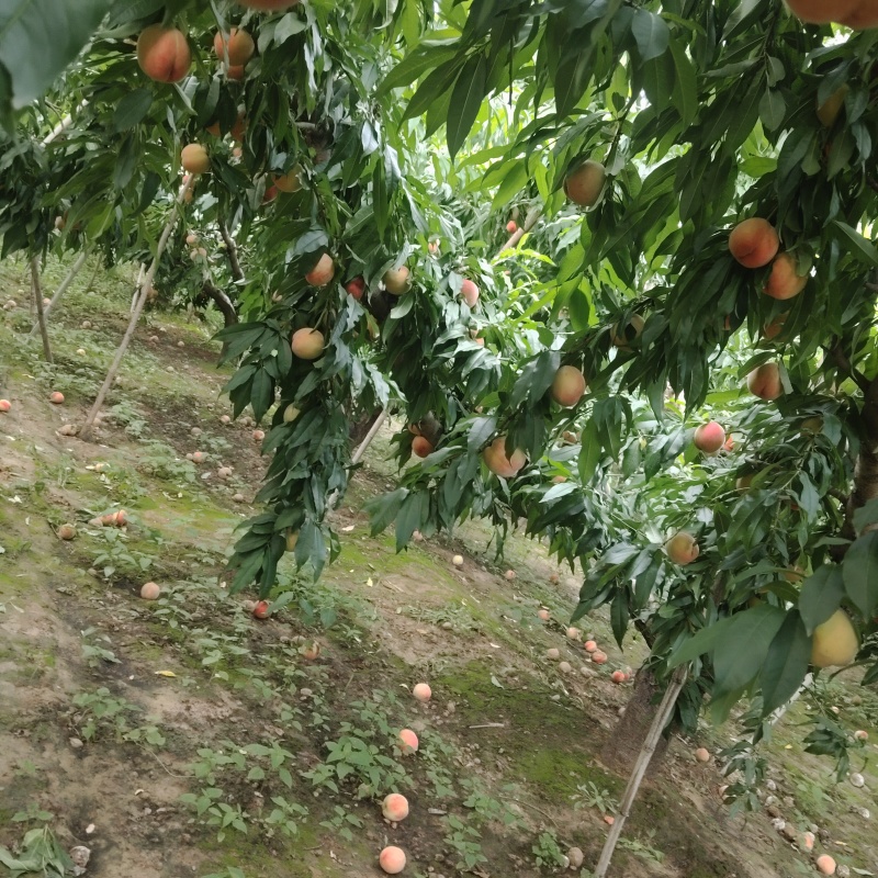 各种桃类大量供应，质量保证