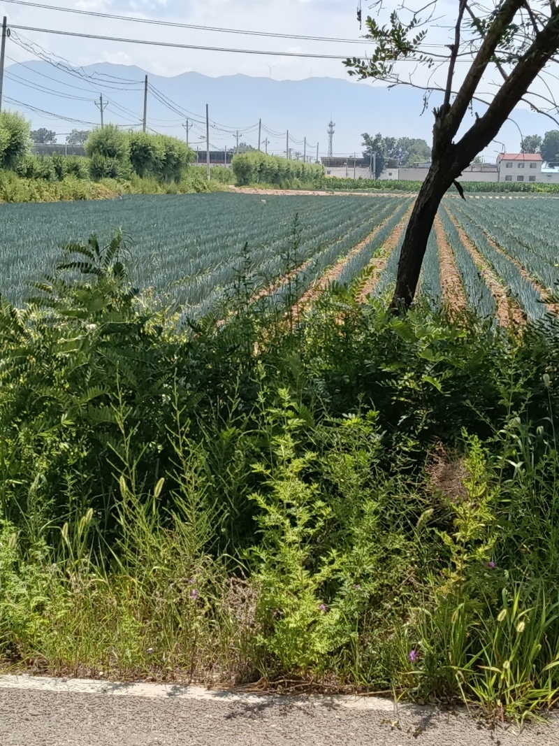 大葱大量有货基地直供品质优新鲜现摘可视频看货欢迎咨询来电