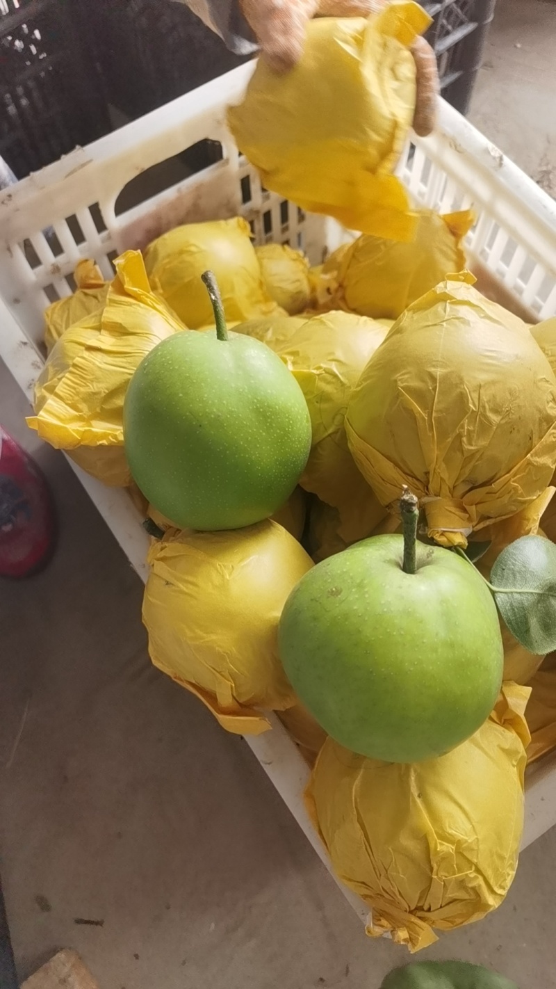 安徽砀山产区精品518翠冠。夏御大量有货产地装车。需要的