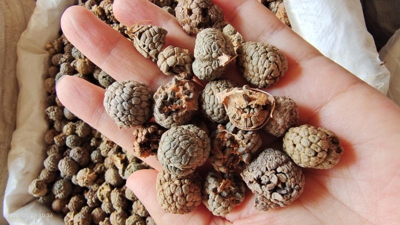 草豆蔻选货个子大粒量大从优欢迎选购