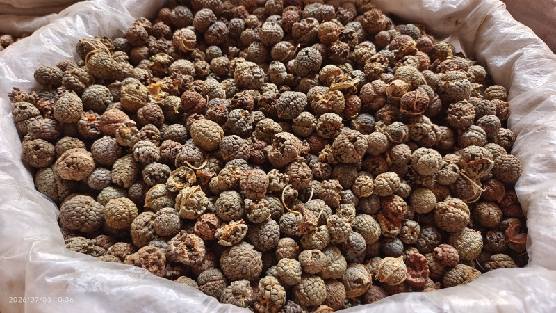 草豆蔻选货个子大粒量大从优欢迎选购