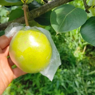 霞月已上市甜度已上来薄皮细沙需要的联系我