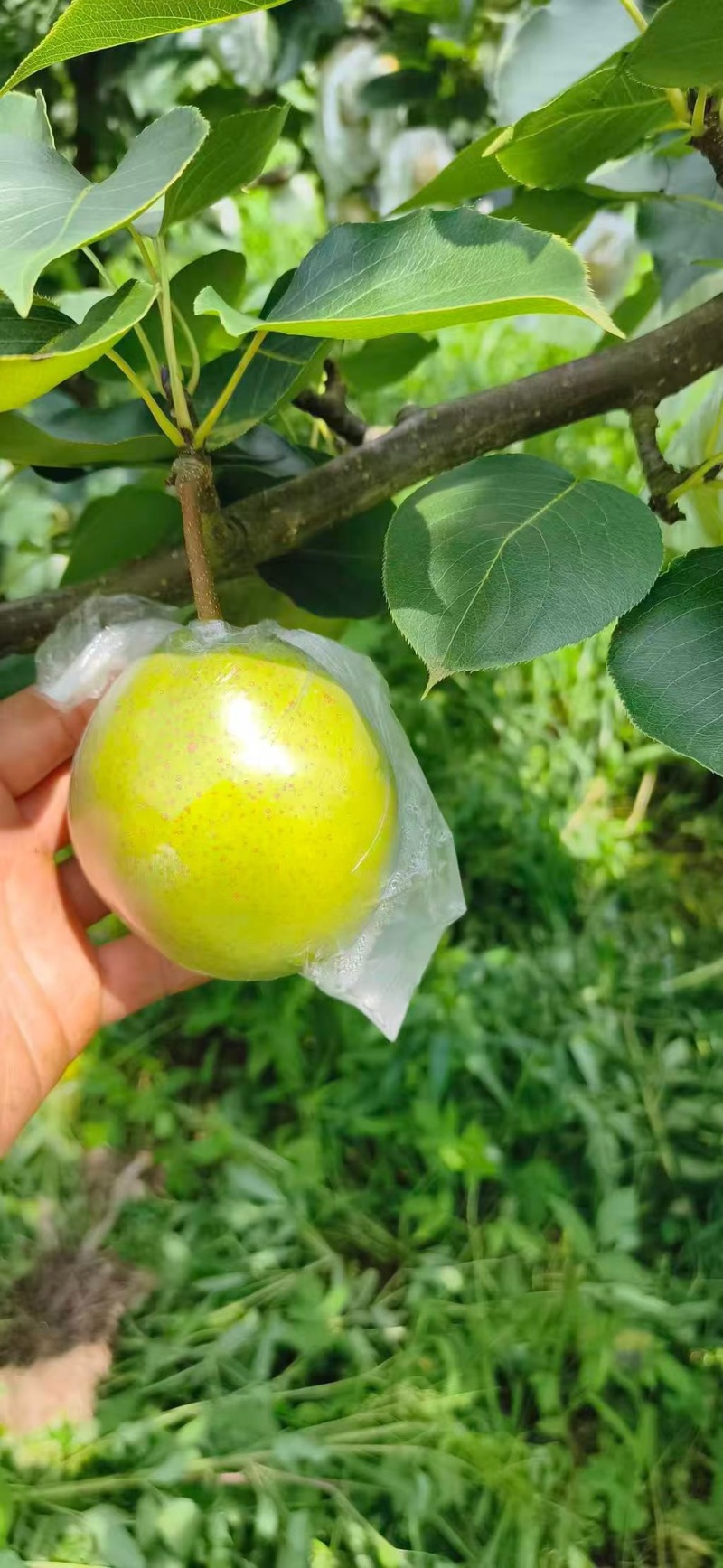 霞月已上市甜度已上来薄皮细沙需要的联系我