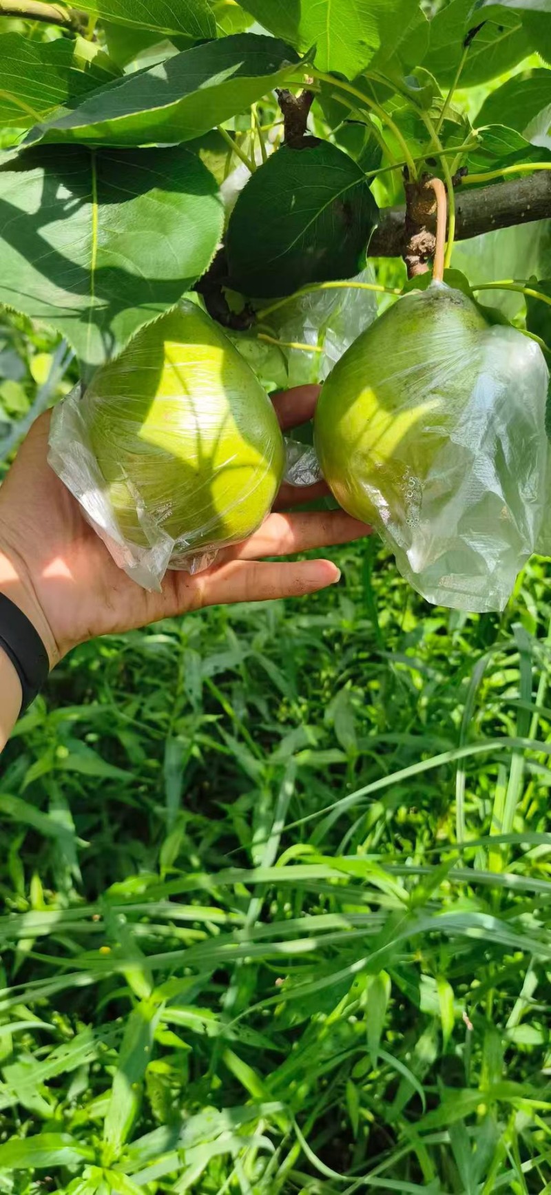 霞月已上市甜度已上来薄皮细沙需要的联系我