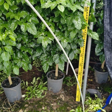 幸福树.绿宝广东基地自产自销棒棒糖，单杆量大批发