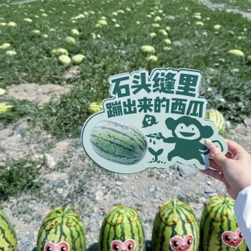 【排行榜】正宗硒砂瓜/宁夏石头瓜/中卫硒砂瓜/大红壤三包