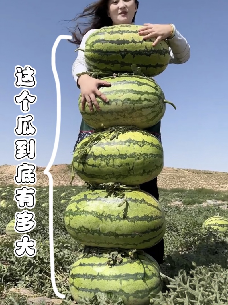 【排行榜】正宗硒砂瓜/宁夏石头瓜/中卫硒砂瓜/大红壤三包