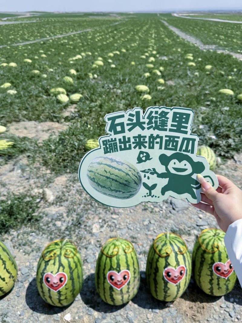 【排行榜】正宗硒砂瓜/宁夏石头瓜/中卫硒砂瓜/大红壤三包