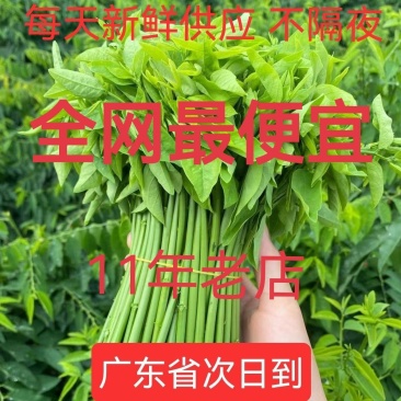 树仔菜天绿香广东野菜