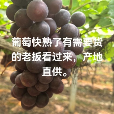 夏黑葡萄，巨峰，好吃，甜，口感好。