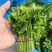 树仔菜天绿香广东野菜
