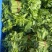 树仔菜天绿香广东野菜