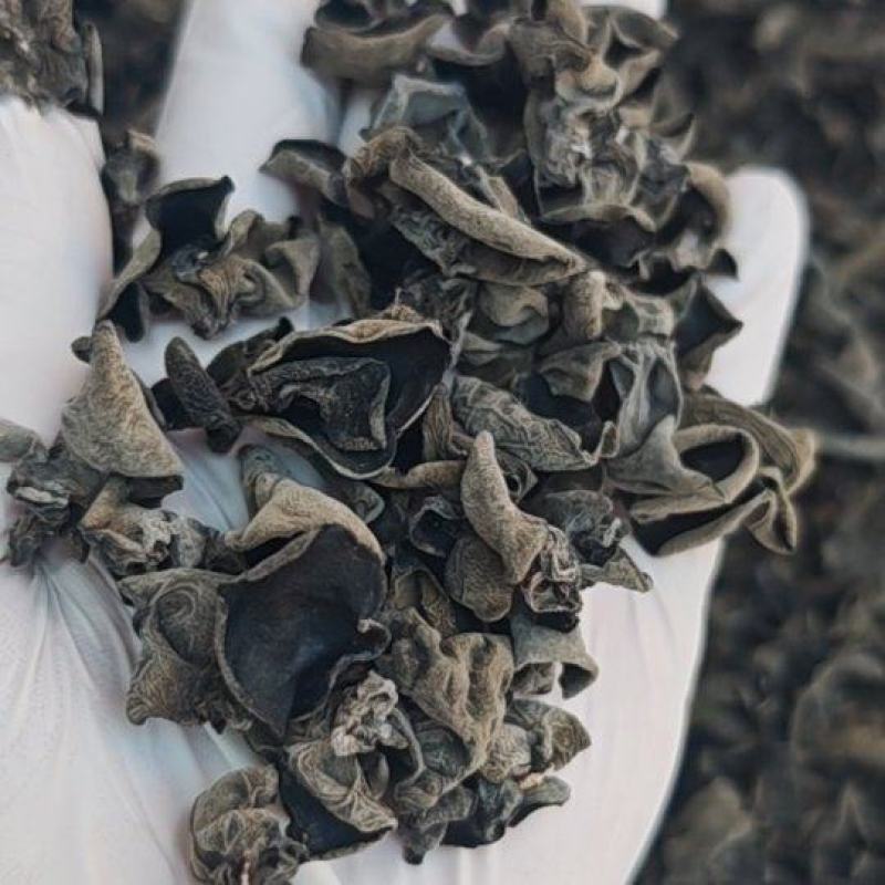 便宜1.2有厚度干净十成干度纯头茬