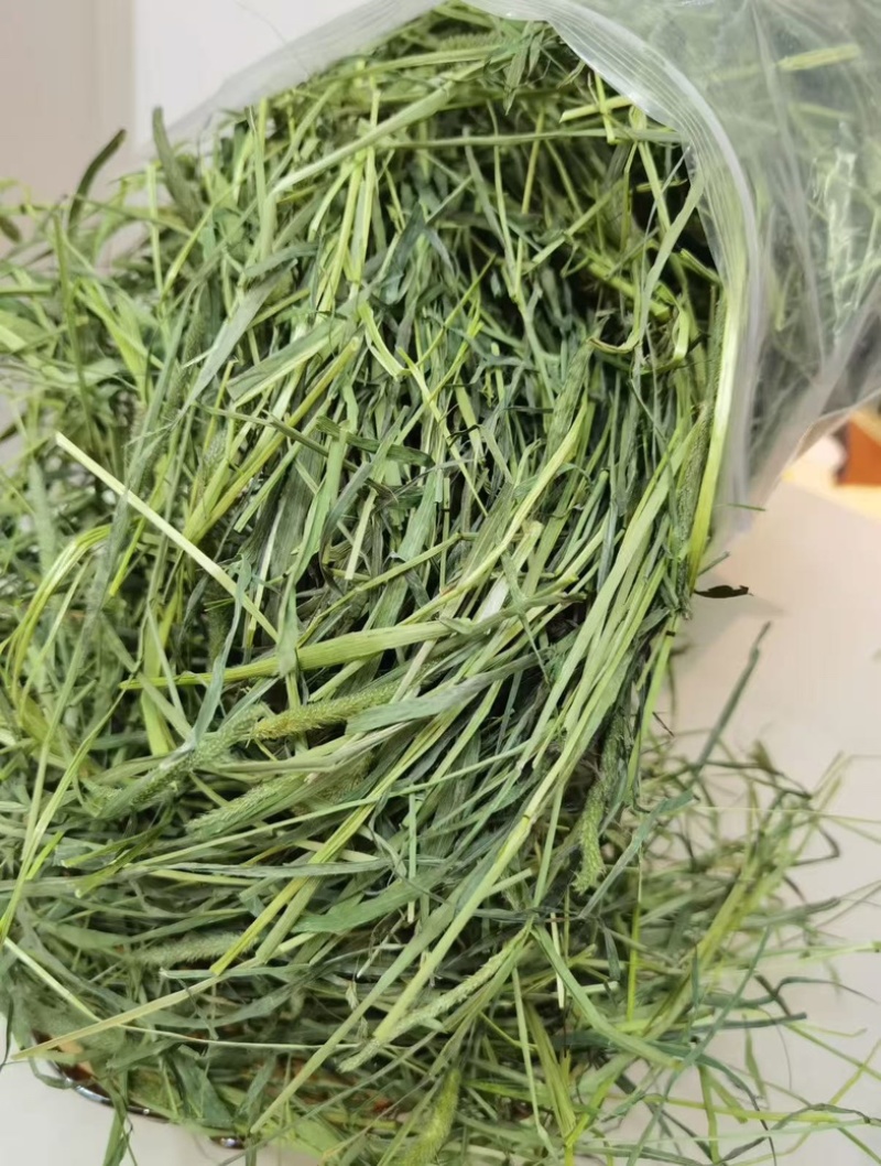 自然晒干头茬提摩西草，适合养宠兔宝，荷兰猪，龙猫最佳
