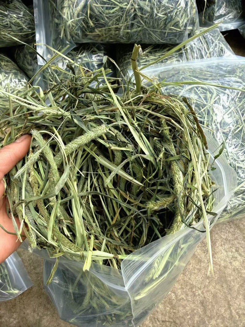 自然晒干头茬提摩西草，适合养宠兔宝，荷兰猪，龙猫最佳