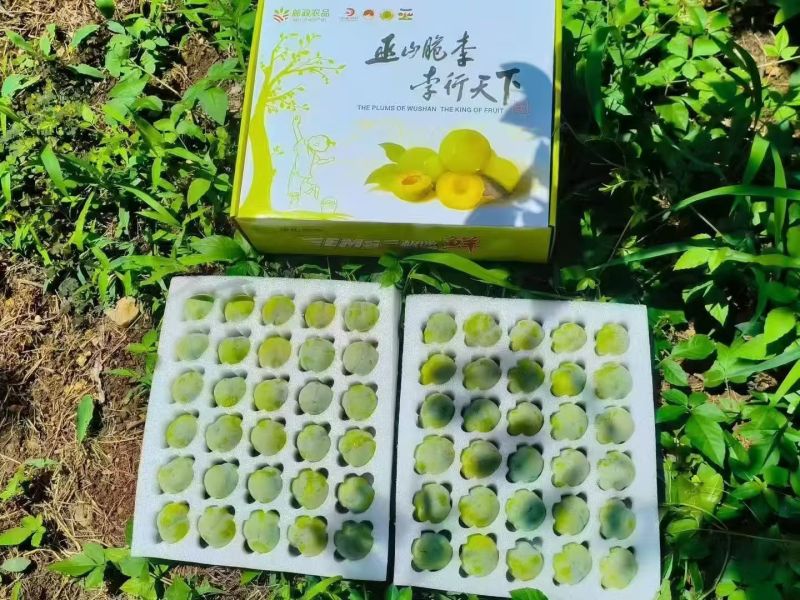 巫山脆李
