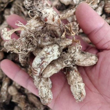 【包邮】金蝉花天然无污染的竹园才有支持一件代发