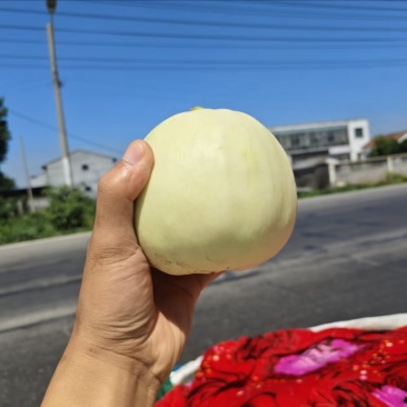 精品甜瓜大量上市，产地直发货源充足，欢迎电话咨询