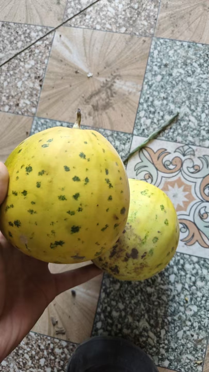 精品甜瓜大量上市，产地直发货源充足，欢迎电话咨询